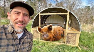 Building a Moveable Kune Kune Pig Shelter [upl. by Burra]