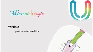 Urgences  MicrobioLOLogie  Yersinia enterocolitica 🦠🧫 [upl. by Onairotciv]