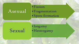 Reproduction in Algae [upl. by Del]