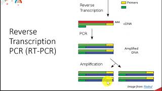 CH450 Chapter 513 DNA Synthesis Techniques [upl. by Alhahs865]