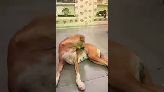 Chelsie gussa ho gyiii 😡😤dogvideo🐶🐕comedy😂 [upl. by Elmina174]