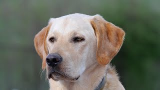 Labrador Retriever Training  Videos never go as planned [upl. by Lednek712]