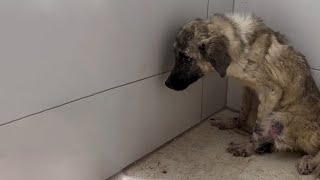 Little Abandoned Dog Was Panicked Crying Like A Baby When He Was Taken To The Vet [upl. by Irneh836]