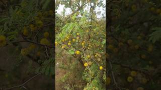 Acacia farnesianagum arabic treeshorts [upl. by Forelli819]