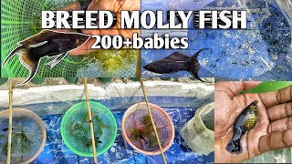 easy to wear breed molly fish at home  200 babies how possible mollybreedinghindiaquariumfish [upl. by Anitsirt]