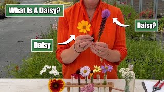 What Makes a Daisy a Daisy  Perennial Asteraceae Plant Family [upl. by Mozes]