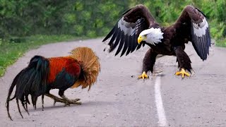 This Eagle Messed With The Wrong Opponent [upl. by Koressa]