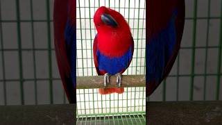 Parrot 🦜🥰☝️ Eclectus parrot redparrot talkingparrot parrot pets 🦜😍 [upl. by Tratner757]