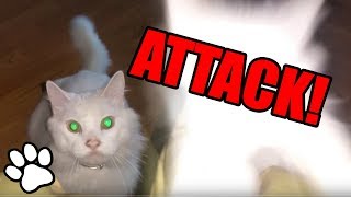 Cats Pouncing  Funny Animal Compilation 2018 [upl. by Eah926]