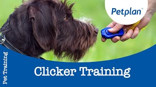 How To Clicker Train Your Puppy  Puppy Training Tips  Petplan [upl. by Nivonod41]