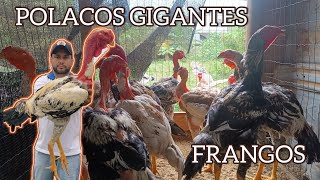 POLACOS GIGANTES  FRANGOS [upl. by Sioux]