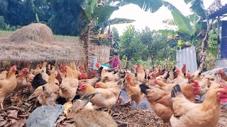 Farm Life Chronicles Prepare a place for the chickens to lay eggs use straw to make a nest [upl. by Enelec]