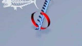 How to Tie a Haywire twist fishing knot [upl. by Seniag378]