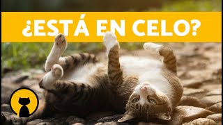 SÍNTOMAS de CELO en GATAS 🐱♀️ Cuándo Empieza y Cuánto Dura [upl. by Dnalram]