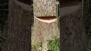 Shagbark Hickory the strongest tree cut down 💪 treecutting outdoors [upl. by Alexandra]