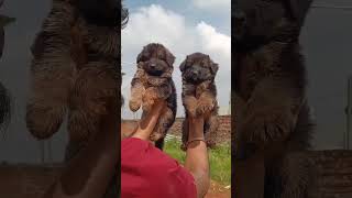 GSD long coat puppy available youtubeshorts jharkhand pets ranchi cute puppy gsdlovers [upl. by Amarette]