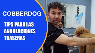 Cómo cortar el pelo a un perro Cobberdog tips para las angulaciones traseras con tijeras [upl. by Ardel]