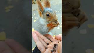 Бельчонок дает почесать животик  The squirrel lets himself be petted squirrel cute [upl. by Jairia]