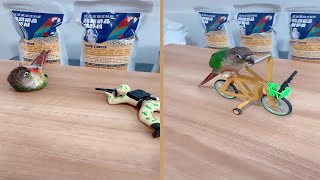 Smart Conure Doing Amazing Tricks [upl. by Little]