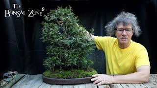 My Toronto Bonsai Show Trees Part 3 The Bonsai Zone Oct 2022 [upl. by Emil]