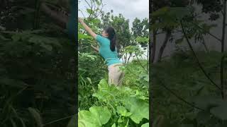 go to the garden to pick fresh vegetables for dinner beans [upl. by Etnoled]