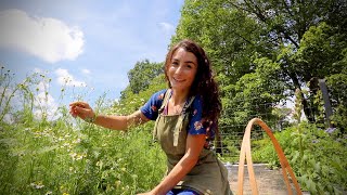 What is Growing in the Medicinal Garden Harvesting Calendula amp Chamomile [upl. by Gaspar]