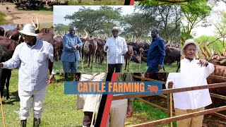 Inside President Musevenis Ankole Cattle Empire African president’s multimillion Cattle Business [upl. by Odnuges]