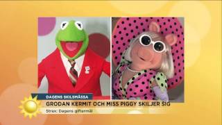 Miss Piggy och Kermit skiljer sig  Nyhetsmorgon TV4 [upl. by Marylynne729]