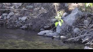 Mink Catches and Eats Lamprey in Humboldt Countys Eel River [upl. by O'Neill]