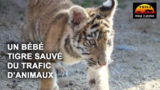 Un bébé tigre issu du trafic danimaux sauvages en France [upl. by Eyllek675]