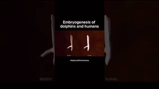 Embryogeny of dolphins and animals [upl. by Anrehs902]