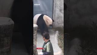 Panda attacks zookeeper 20240926 [upl. by Erving]