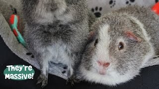 Rex Guinea Pigs Update [upl. by Aihsema267]