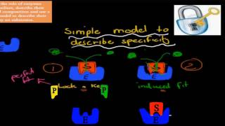 MB11 Role of enzymes HSC biology [upl. by Rohpotsirhc]