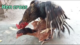 Rooster Mating chicken  Rooster Mating Hen  Chicken Mating  Hen crossing Aseel Murga Murgi Cross [upl. by Ayalahs]