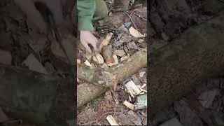 bushcraft camping survival bushcrafting skills lifehacks [upl. by Dyanna770]