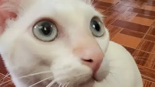 แมวนักสู้ แมว cat funny thaicats catvideos thaicat catlover catfunny siamcatfam [upl. by Gard]