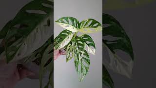 Monstera Acuminata Varigated Varigata Jambol Japan [upl. by Yruam212]