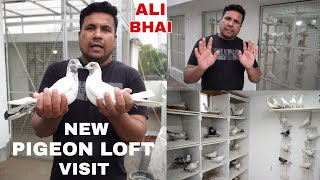 Pigeon Lover Ali Bhai New Pigeon Loft Visit  2024   Kolkata Rajarhat New Town  7003401838 [upl. by Meagan]