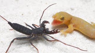 Lizard vs Whip Scorpion [upl. by Aznaed]