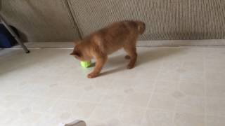 Hunter a Finnish Spitz puppy 9 weeks 2014 [upl. by Miun42]