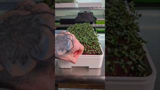 🥳 Unboxing our NEW Microgreen Tray Kit microgreens [upl. by Marvel]