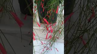 Arranging Russelia  Firecracker plant care amp propagation  Coral fountain homegardening shorts [upl. by Etnor]