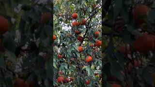 Oranges from Sargodha [upl. by Juline]