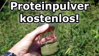 Proteinpulver kostenlos selber machen Muskelaufbau vegan und mit Rohkost Eiweiss Protein [upl. by Tavish]