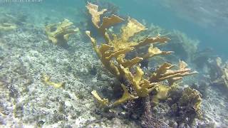 Cuba 2017  Memories Jibacoa  Snorkeling [upl. by Clarise]