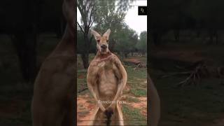 Kangaroo Muscle Show Flexing to Impress shorts [upl. by Ober]