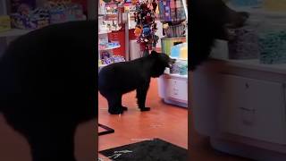 Funny Bear🐻 Funniest Animals Videos funny funnybear animals shorts funny animals [upl. by Daffi19]