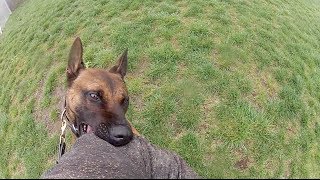 Military working dog attacks reporter [upl. by Ecyak636]