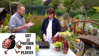 JardinageComment faire une Bouture de coléus Plante annuelle [upl. by Beauchamp655]